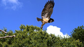 Spectacled owl taking off