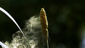 Great reedmace pollen, high-speed