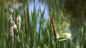 Great reedmace pollen, high-speed