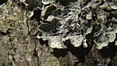 Mites on a dead branch