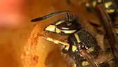 Common wasp feeding