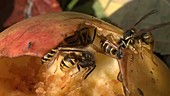 Common wasps feeding