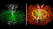 Neutron stars merging, supercomputer model