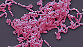 Lactobacillus casei bacteria, SEM