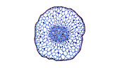 Pondweed stem, light micrograph