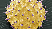 Abutilon pollen, SEM
