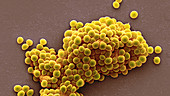 Streptococcus thermophilus bacteria, SEM