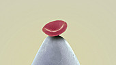 Red blood cell on a needle, SEM
