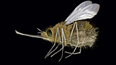 Bee hawk moth, SEM