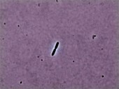 Serratia bacteria reproducing