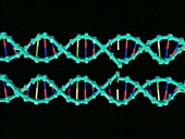 DNA homologous recombination