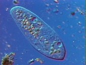 Paramecium multimicronucleatum