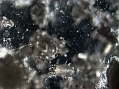 Dermatophagoides farinae, dust mite