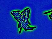 E. coli bacteria multiplying