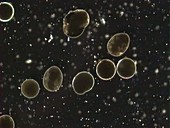 Artemia hatching