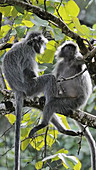 Silvered leaf monkeys