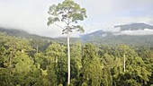 Maliau Basin rainforest