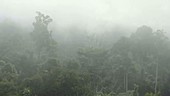 Maliau Basin rainforest