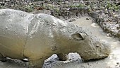 Sumatran rhino