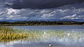 Swans on Llangorse lake, timelapse