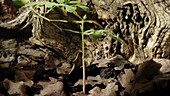 Oak seedling growing, timelapse