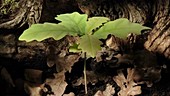 Oak seedling growing, timelapse