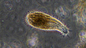 Ciliate protozoan