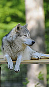 Grey wolf howling