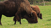 Farmed bison grazing