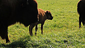 Farmed bison calf