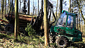 Logging of spruce trees
