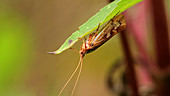 Adult caddisfly