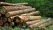 Pile of logs for timber