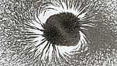 Iron filings in a magnetic field