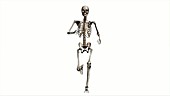 Male skeleton, running