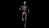 Male skeleton, running