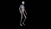 Male body with organs, walking