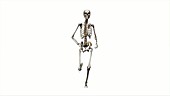 Female skeleton, running