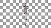 Female body with organs, walking