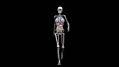 Female body with organs, running