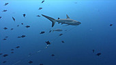 Grey reef shark with fishing line