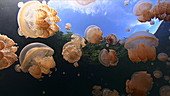 Jellyfish Lake