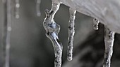 Icicles melting, Greenland