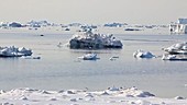 Research boat amongst icebergs