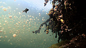 Jellyfish Lake daily migration