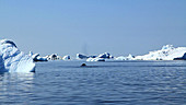 Bowhead whale, Greenland