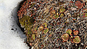 Lesser wintergreen, Greenland