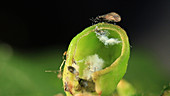Aphids in an elm gall