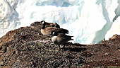 Canada geese, Greenland