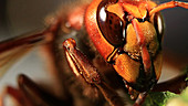 Hornet, close-up